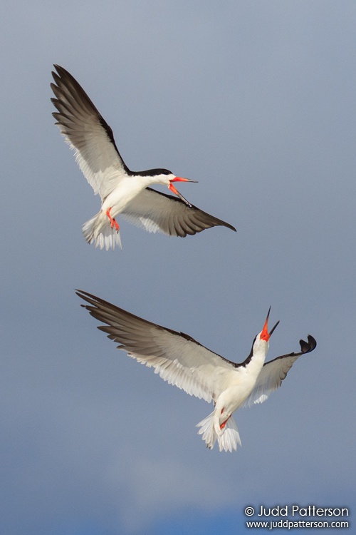 Black Skimmer, Tigertail Beach, Collier County, Florida, United States